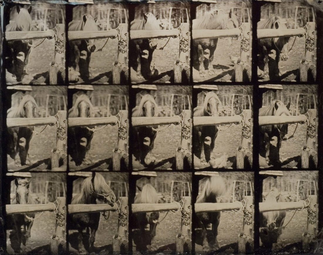 
		                					John Coffer		                																	
																											<i>Horse Yawn,</i>  
																																								2005, 
																																								tintype, 
																																								11 x 14 inches 
																								
		                				