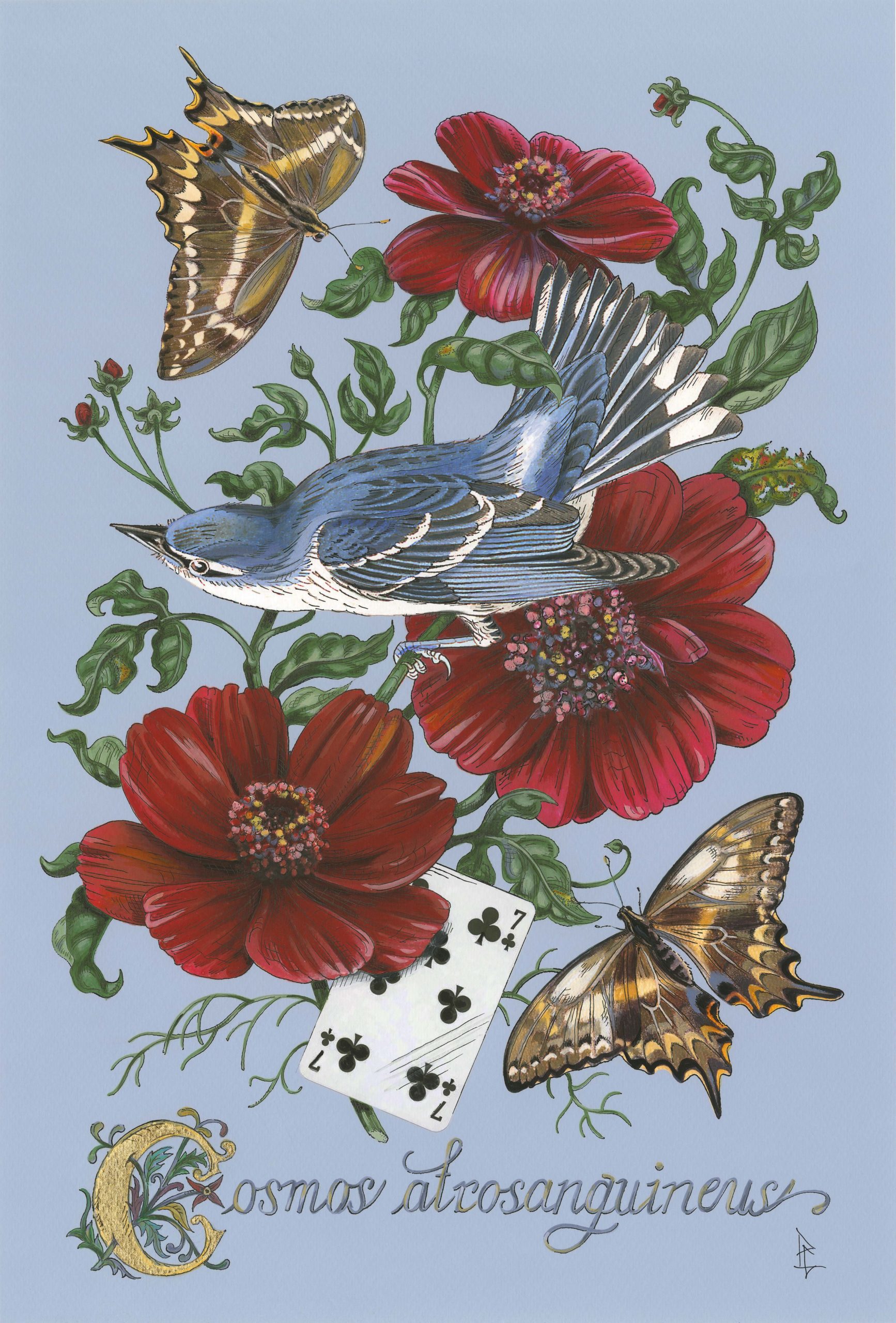 
		                					Penelope Gottlieb		                																	
																											<i>Cosmos atrosanguineus,</i>  
																																								2021, 
																																								acrylic and ink over a digital reproduction of an Audubon print, 
																																								18 x 12 inches 
																								
		                				