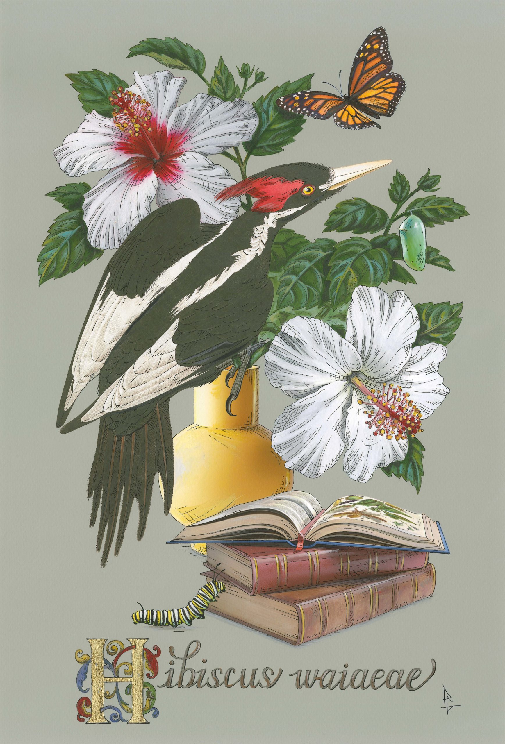 
		                					Penelope Gottlieb		                																	
																											<i>Hibiscus waiaeae,</i>  
																																								2021, 
																																								acrylic and ink over a digital reproduction of an Audubon print, 
																																								18 x 12 inches 
																								
		                				