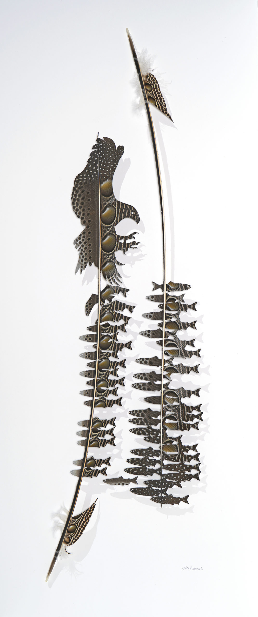 
		                					Chris Maynard		                																	
																											<i>Pluck 2,</i>  
																																																					argus pheasant wing feather, 
																																								 37 1/2 x 15 1/2 inches 
																								
		                				