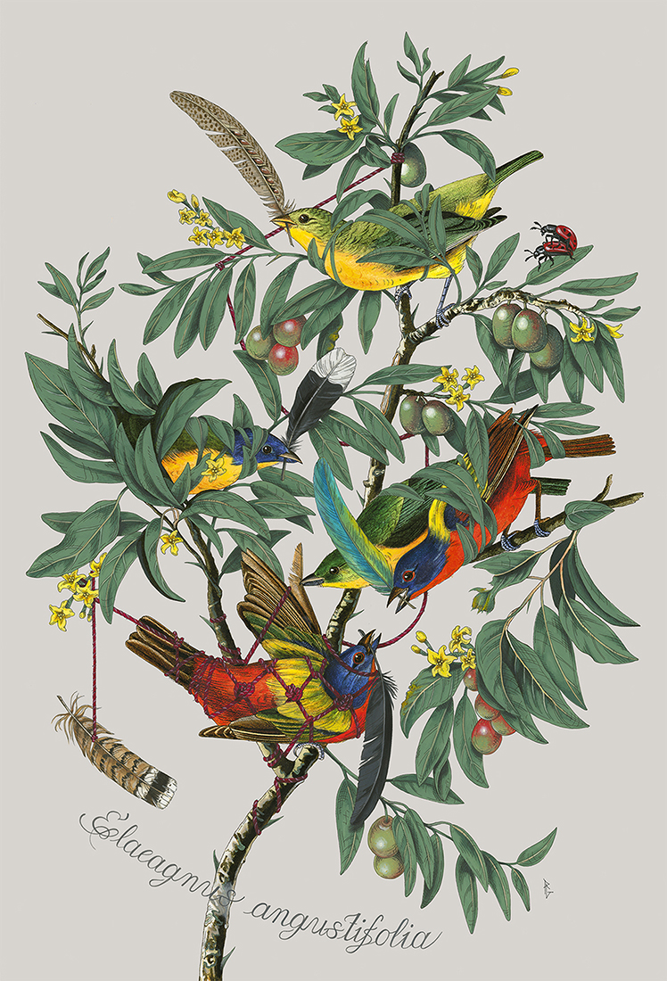 
							

									Penelope Gottlieb									Elaeagnus angustifolia 2020									acrylic and ink over a digital reproduction of an Audubon print, 38 x 26 inches									


							