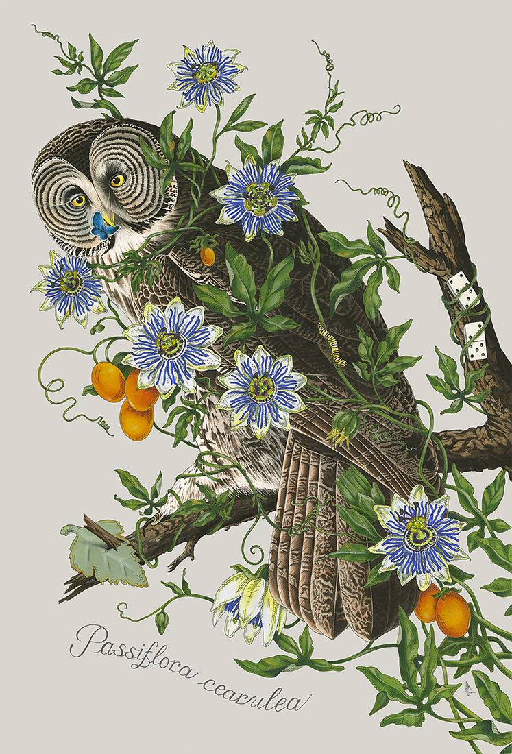 
							

									Penelope Gottlieb									Passiflora cearulea 2020									acrylic and ink over a digital reproduction of an Audubon print, 38 x 26 inches									


							