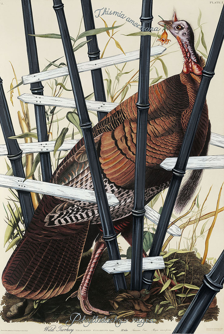 
		                					Penelope Gottlieb		                																	
																											<i>Phyllostachy nigra,</i>  
																																								2017, 
																																								acrylic and ink over a digital reproduction of an Audubon print, 
																																								38 x 25 ½ inches 
																								
		                				