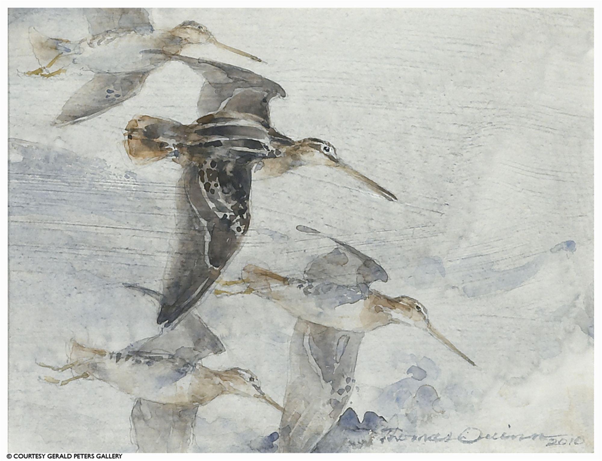 
		                					Thomas Quinn		                																	
																											<i>Snipe Flight,</i>  
																																																					watercolor on paper, 
																																								6 x 7 3/4 inches 
																								
		                				
