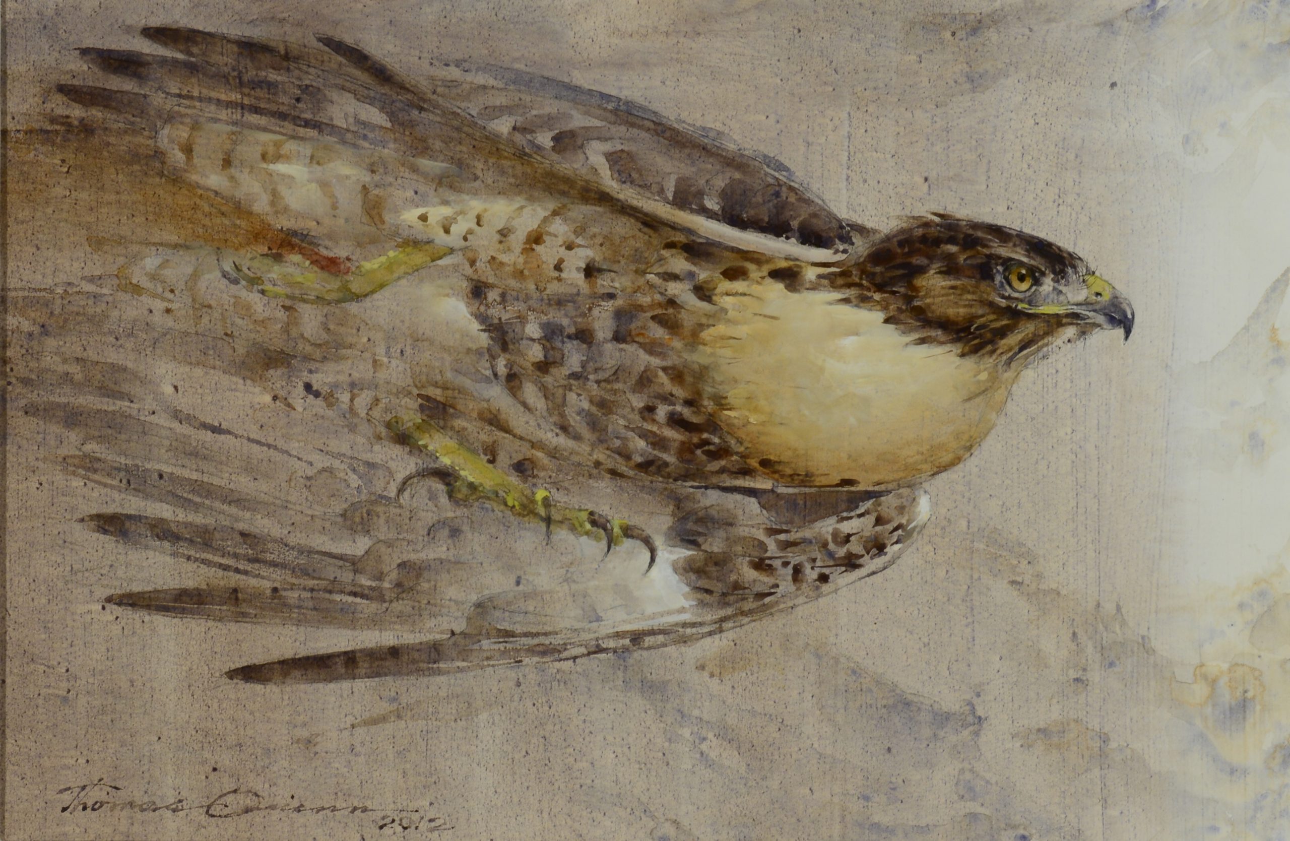 

											Tony Angell, Thomas Quinn</b>

											<em>
												Tony Angell and Thomas Quinn:  A Conversation with Nature</em> 

											<h4>
												September 25 - November 28, 2020											</h4>

		                																																<i>Red Tail Rush,</i>  
																																																					watercolor on paper, 
																																								 13 1/8 x 20 1/8 inches 
																								
		                				
