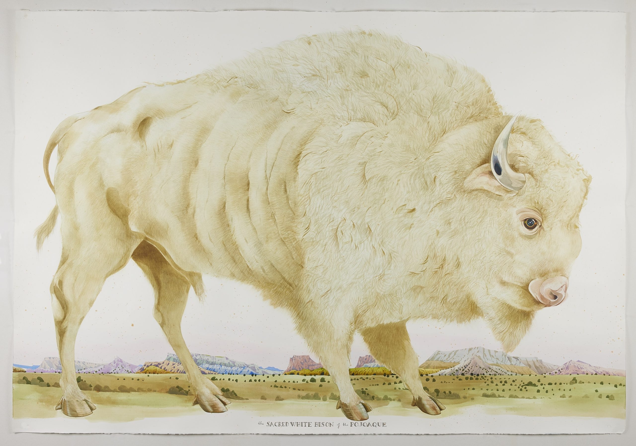 

											Scott Kelley</b>

											<em>
												Gray Salt - Lost in Ah-Shi-Sle-Pah </em> 

											<h4>
												June 25 - July 24, 2021											</h4>

		                																																													<i>The Sacred White Buffalo of the Pojoaque,</i>  
																																								2020-2021, 
																																								watercolor, gouache and ink on paper, 
																																								55 x 80 1/2 inches 
																								
		                				