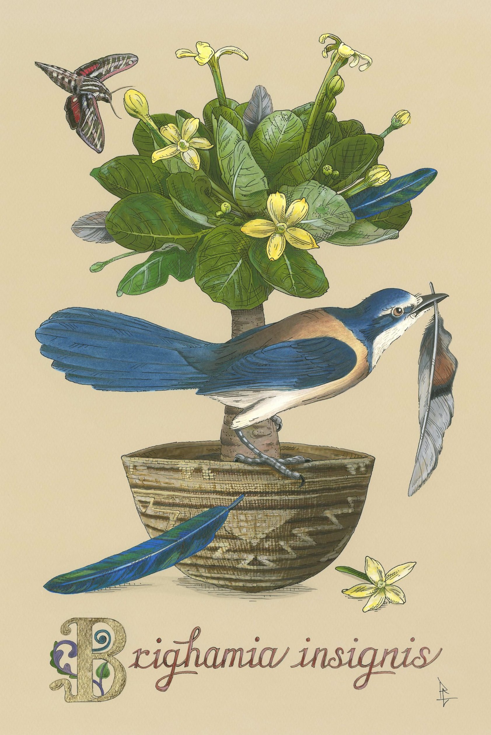 

											Penelope Gottlieb</b>

											<em>
												Penelope Gottlieb  New Works</em> 

											<h4>
												June 25 - July 24, 2021											</h4>

		                																																<i>Brighamia insignis,</i>  
																																								2020-2021, 
																																								acrylic and ink over a digital reproduction of an Audubon print, 
																																								18 x 12 inches 
																								
		                				