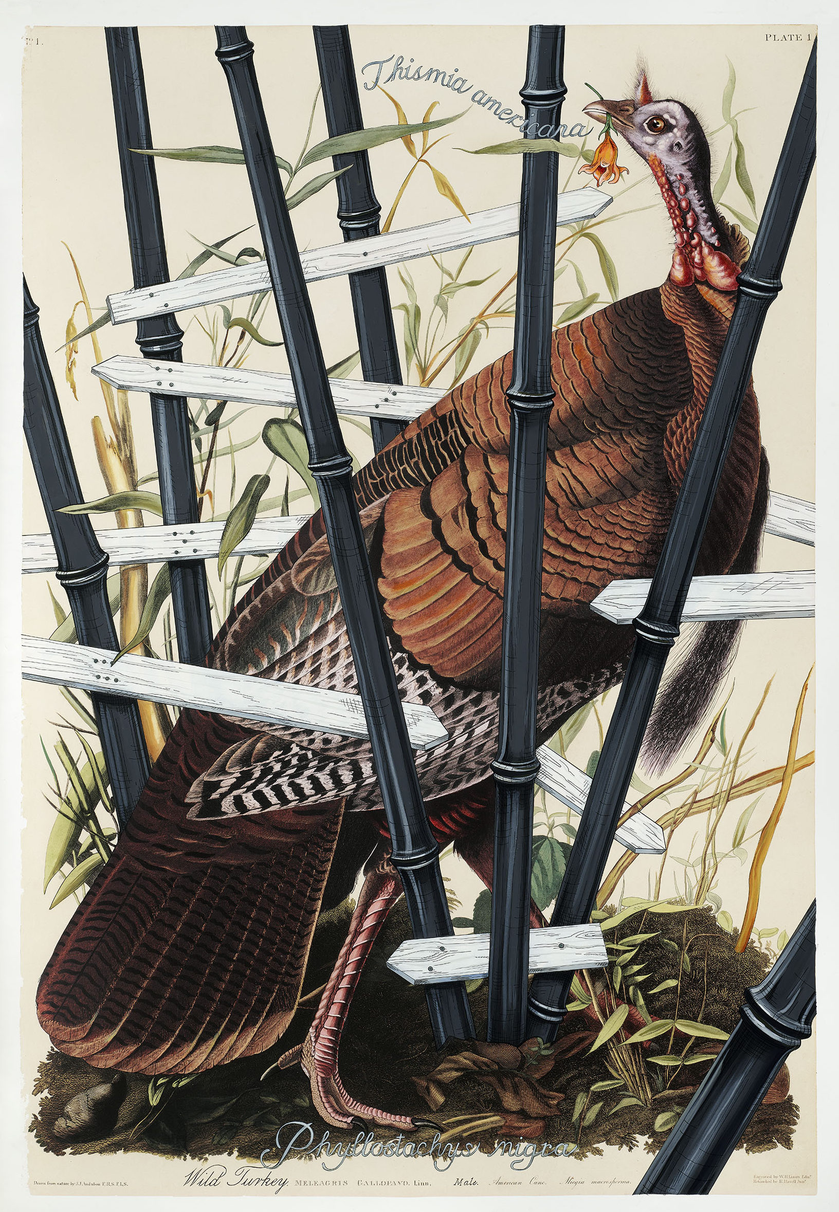 

											Penelope Gottlieb</b>

											<em>
												Penelope Gottlieb  New Works</em> 

											<h4>
												June 25 - July 24, 2021											</h4>

		                																																<i>Phyllostachy nigra,</i>  
																																																					acrylic and ink over a digital reproduction of an Audubon print, 
																																								38 x 25 1/2 inches 
																								
		                				