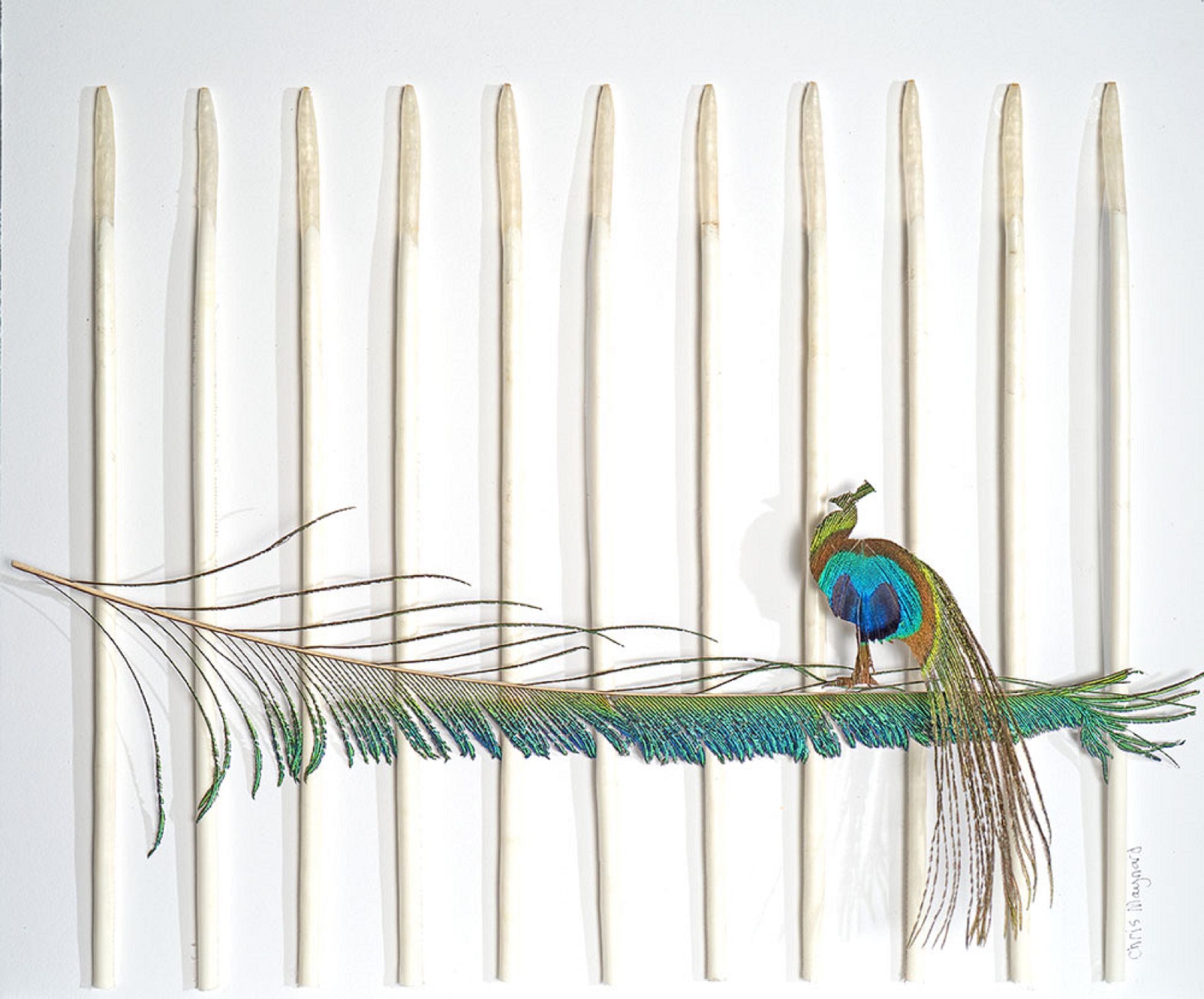 

											Chris Maynard</b>

											<em>
												Chris Maynard: New Works</em> 

											<h4>
												Currently on view through April 1, 2022											</h4>

		                																																													<i>Peacock and Quills,</i>  
																																								2021, 
																																								peacock feathers including quills, 
																																								10 x 12 inches 
																								
		                				