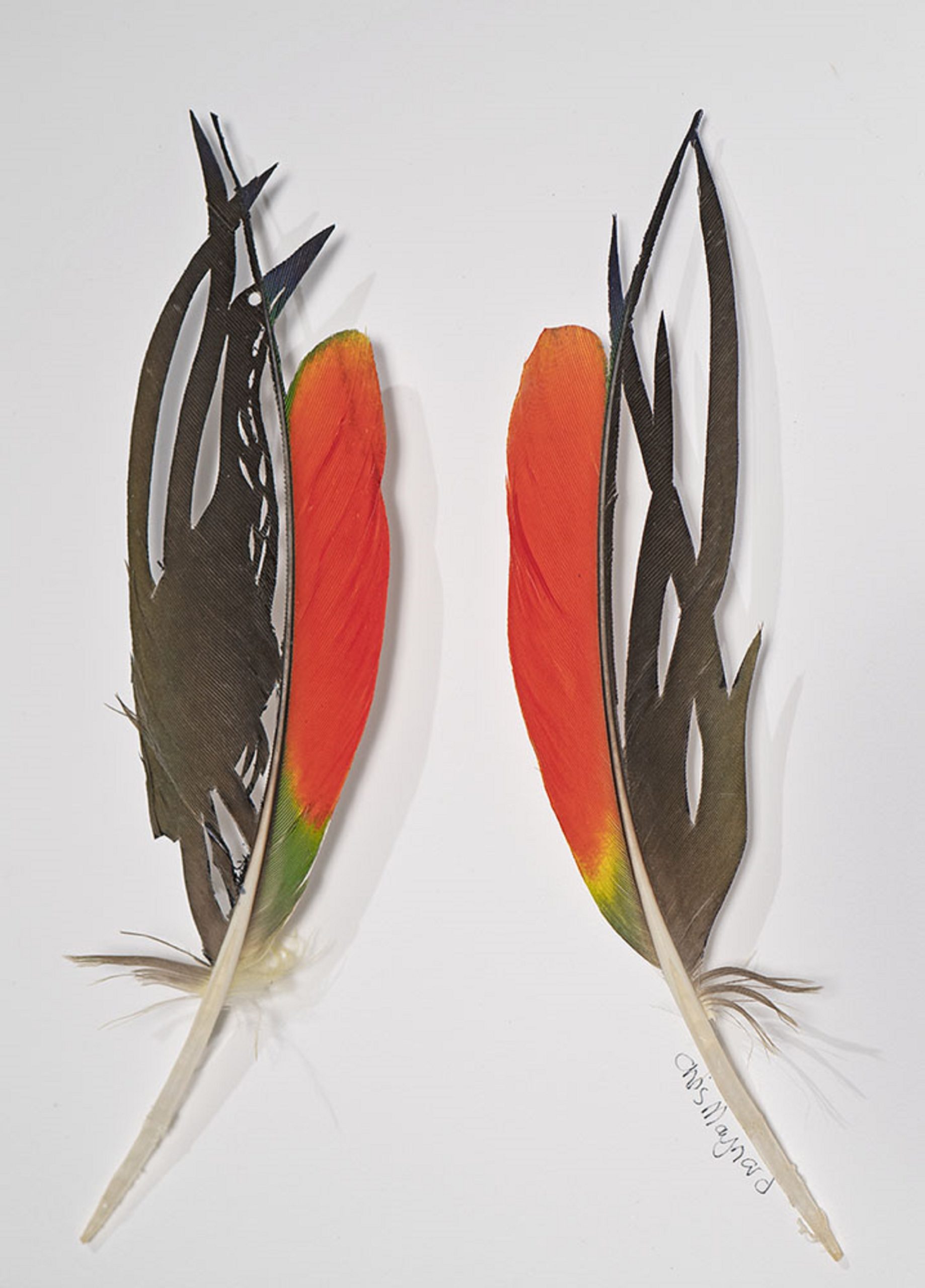 

											Chris Maynard</b>

											<em>
												Chris Maynard: New Works</em> 

											<h4>
												Currently on view through April 1, 2022											</h4>

		                																																<i>Seldom Seen Study #1, Bittern,</i>  
																																								2021, 
																																								amazon parrot feathers, 
																																								7 x 5 inches 
																								
		                				