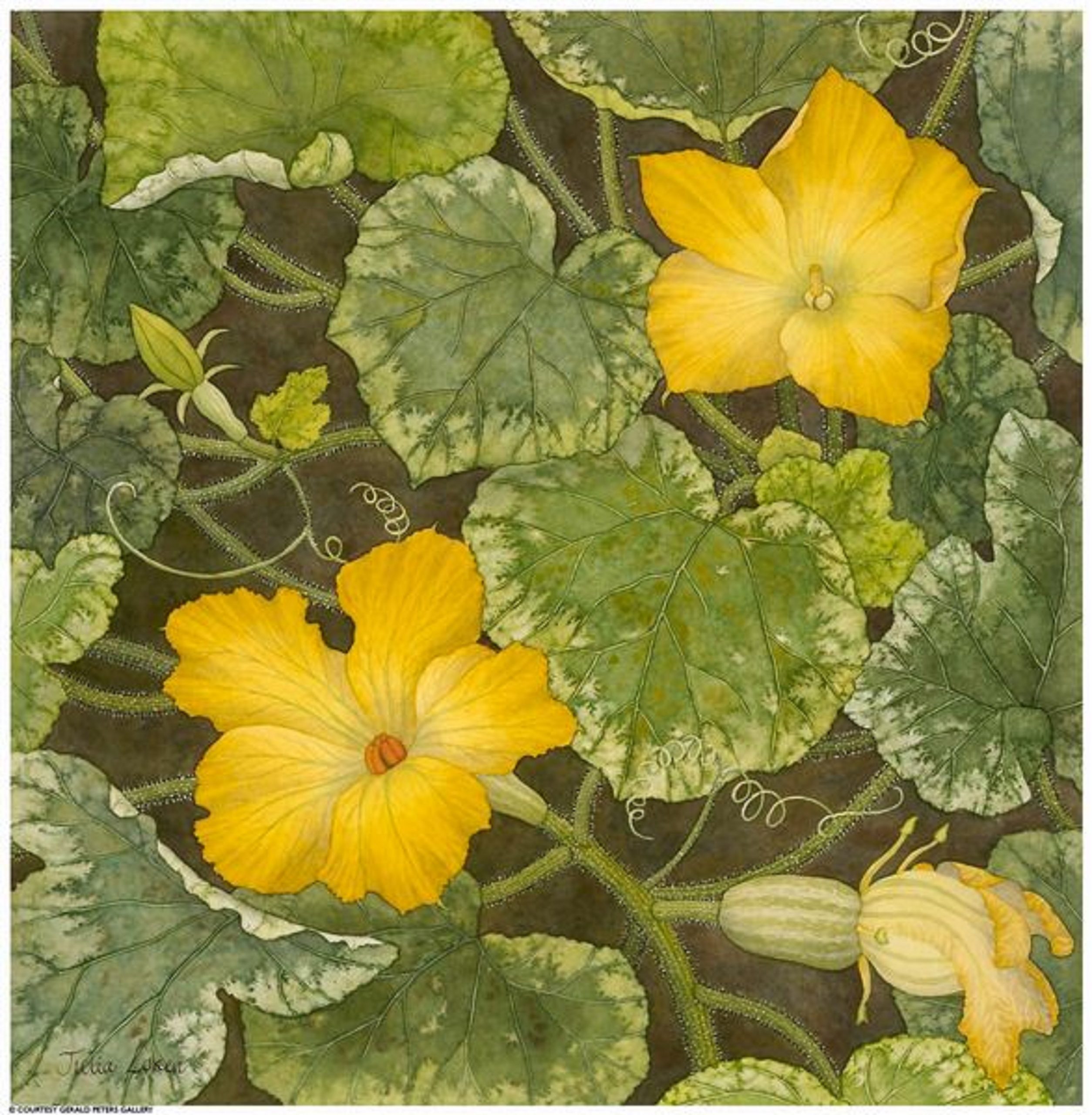 
		                					Julia Loken		                																	
																											<i>Squash Blossoms,</i>  
																																																					watercolor on paper, 
																																								13 3/4 x 13 3/8 inches 
																								
		                				