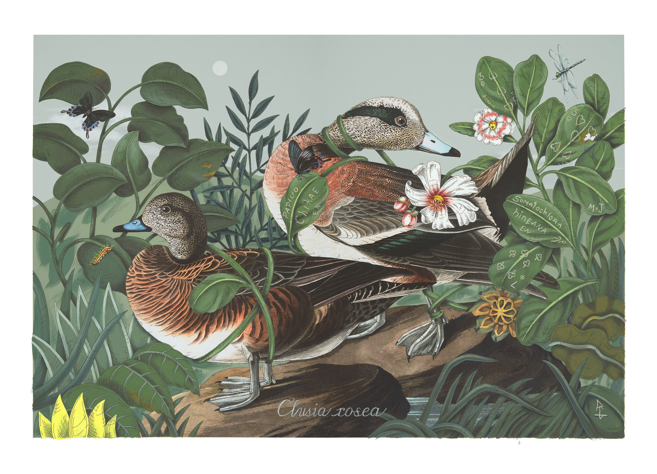 

											Penelope Gottlieb</b>

											<em>
												Still Lives  New work by Penelope Gottlieb</em> 

											<h4>
												July 29 - September 23, 2022											</h4>

		                																																													<i>Clusia rosea,</i>  
																																																					acrylic and ink over a digital reproduction of an Audubon print, 
																																								26 x 38 inches 
																								
		                				