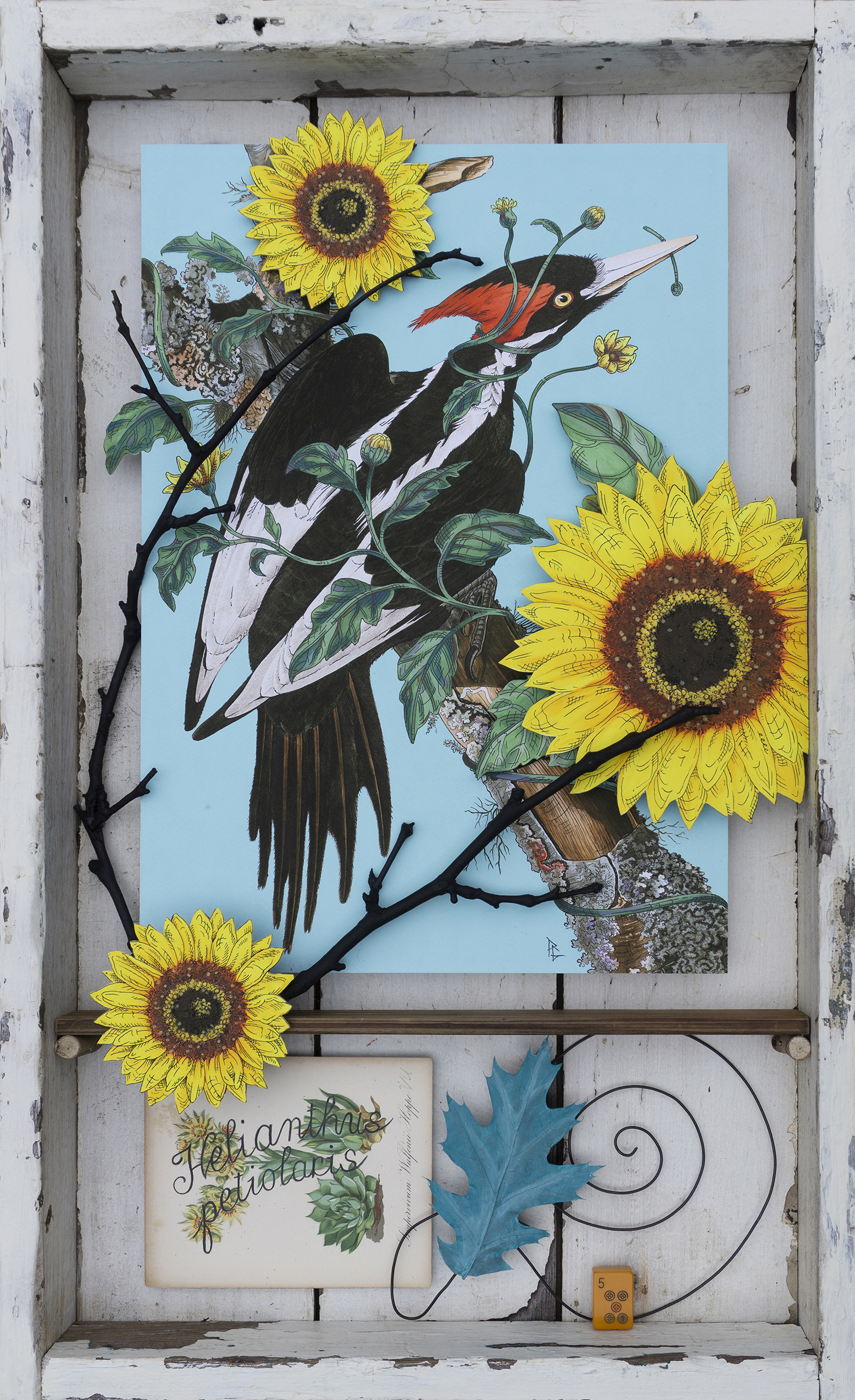 
		                					Penelope Gottlieb		                																	
																											<i>Helianthus petiolaris (Ivory Billed Woodpecker),</i>  
																																								2022, 
																																								acrylic, ink, wire and wood over a digital reproduction of an Audubon print, 
																																								29 x 17 1/2 inches 
																								
		                				