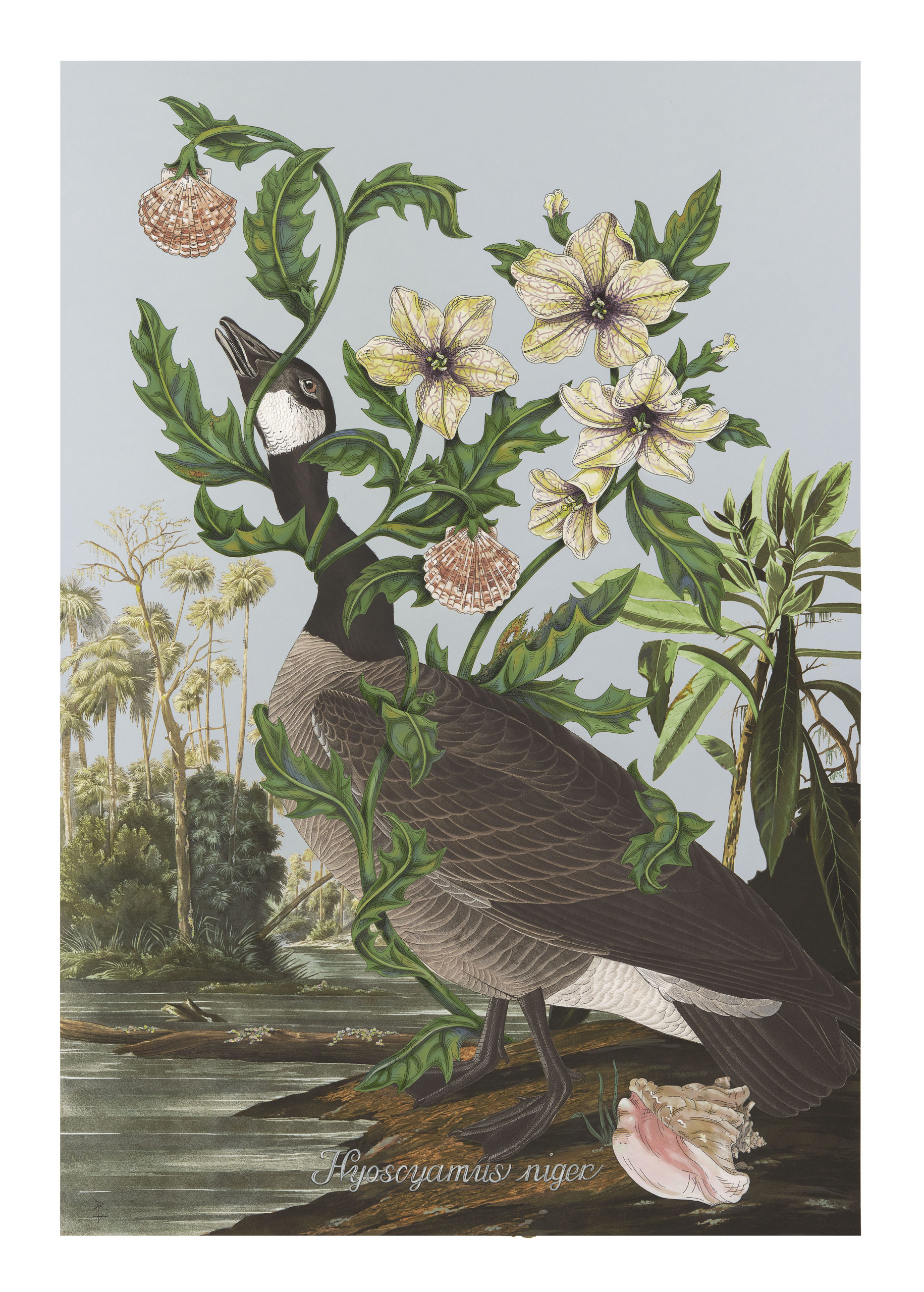 
		                					Penelope Gottlieb		                																	
																											<i>Hyoscyamus niger (Barnacle Goose),</i>  
																																								2022, 
																																								acrylic and ink over a digital reproduction of an Audubon print, 
																																								38 x 26 inches 
																								
		                				