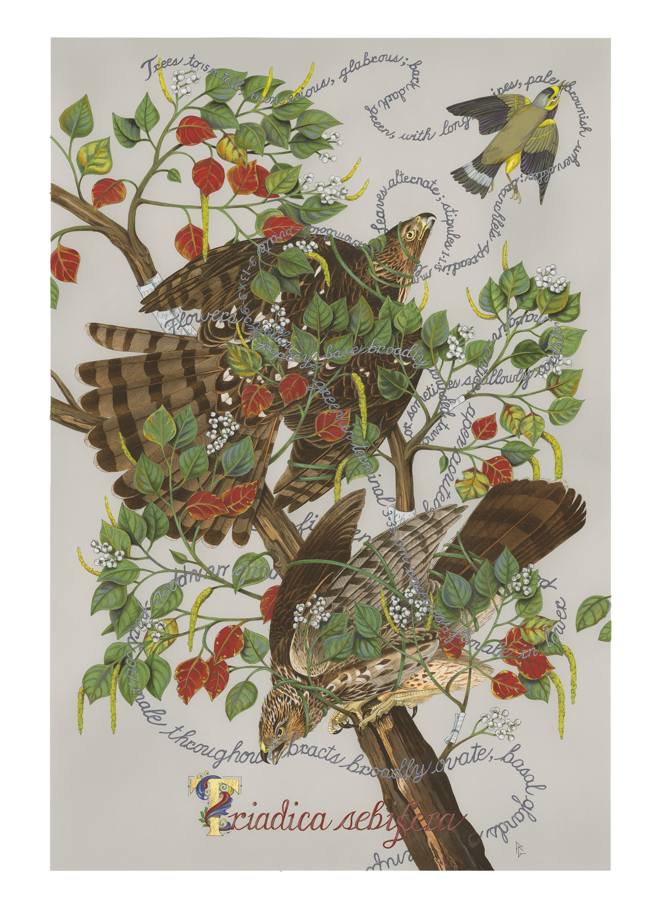 
		                					Penelope Gottlieb		                																	
																											<i>Triadica sebifera,</i>  
																																								2022, 
																																								acrylic and ink over a digital reproduction of an Audubon print, 
																																								38 x 26 inches 
																								
		                				