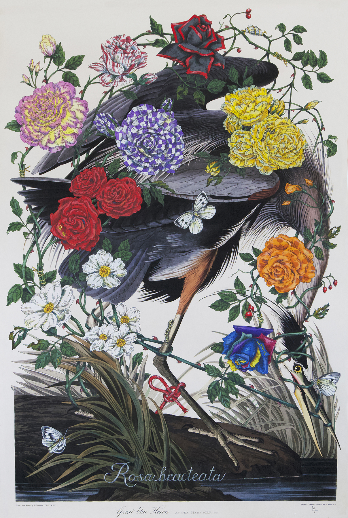 
		                					Penelope Gottlieb		                																	
																											<i>Rosa bracteata,</i>  
																																								2022, 
																																								acrylic and ink over a digital reproduction of an Audubon print, 
																																								38 x 26 inches 
																								
		                				