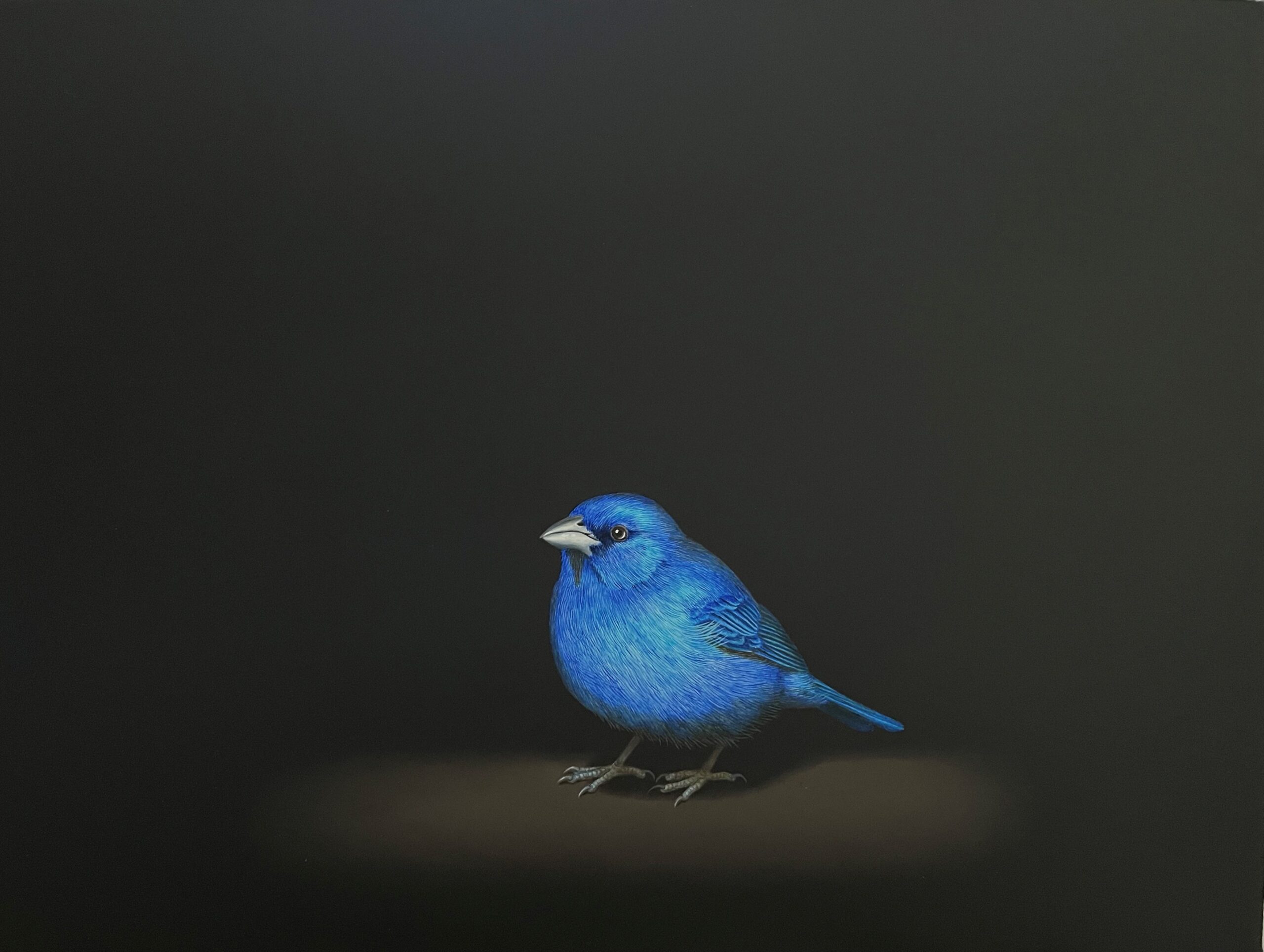 
							

									Isabelle Du Toit									Indigo Bunting 2023									oil on canvas<br />
9 x 12 x 1 1/2 inches									


							
