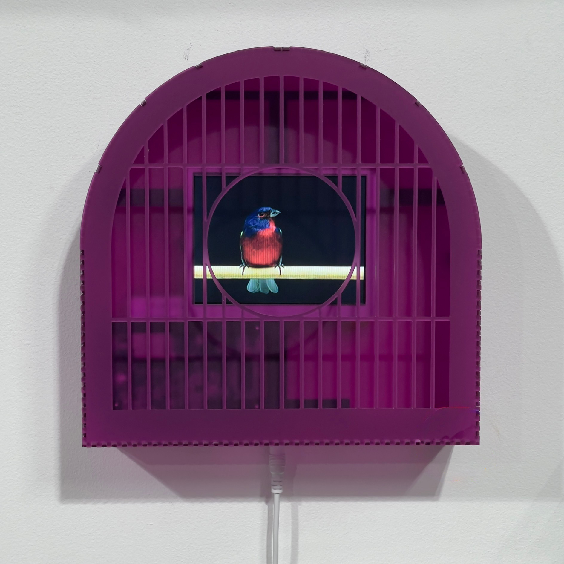 
							

									Troy Abbott									Homie (Painted Bunting) 2023									Extruded acrylic, 3D printed ABS with 44 minute video loop<br />
10 x 10 x 13 inches									


							