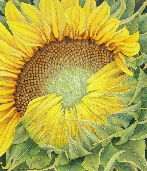 
		                					Julia Loken		                																	
																											<i>Unfolding Sunflower,</i>  
																																																					watercolor on paper, 
																																								11 1/2 x 9 1/2 inches 
																								
		                				