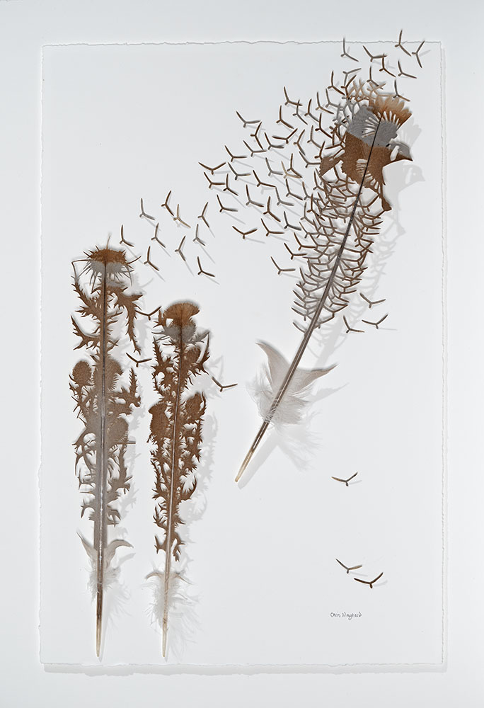
							

									Chris Maynard									Goldfinch and the Thistles 2024									Heritage turkey feathers<br />
21 1/2 x 14 inches									


							