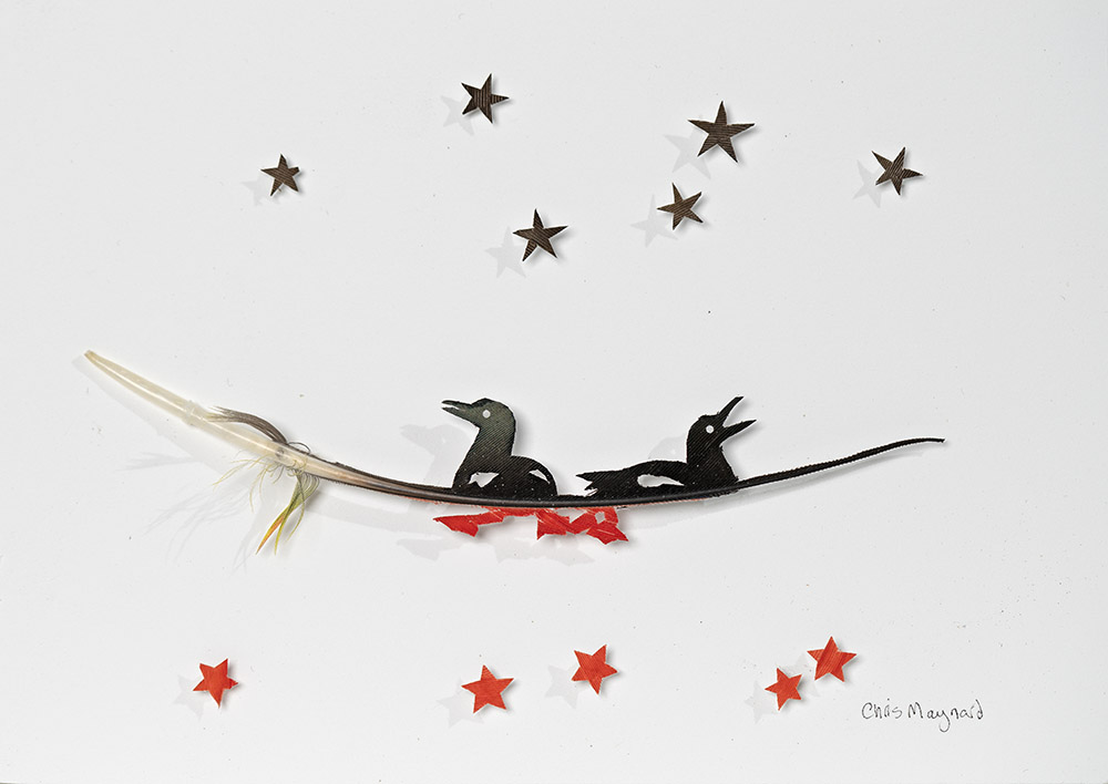 
							

									Chris Maynard									Guillemot Star Study 2023									Amazon parrot feather<br />
5 x 7 inches									


							