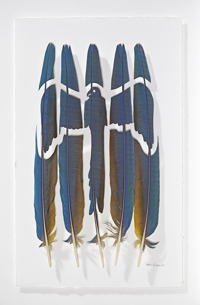 
							

									Chris Maynard									Hyacinth Redone 2024									blue and gold Macaw tail feathers<br />
18 x 11 inches									


							