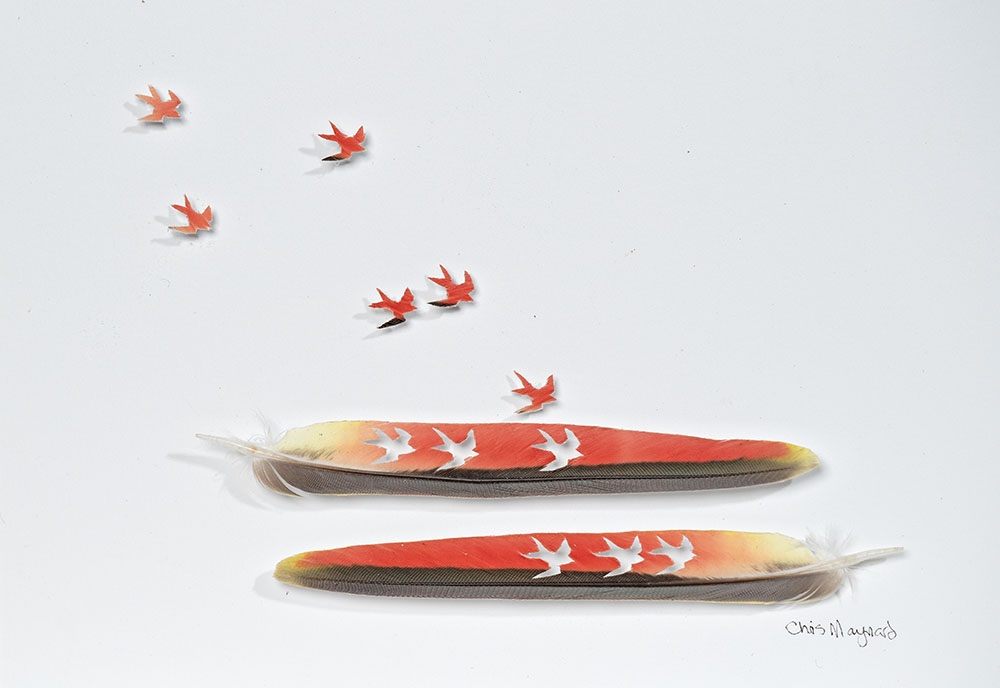 
							

									Chris Maynard									Little Red Swallow Study 2023									Princess parrot feather<br />
5 x 7 inches									


							