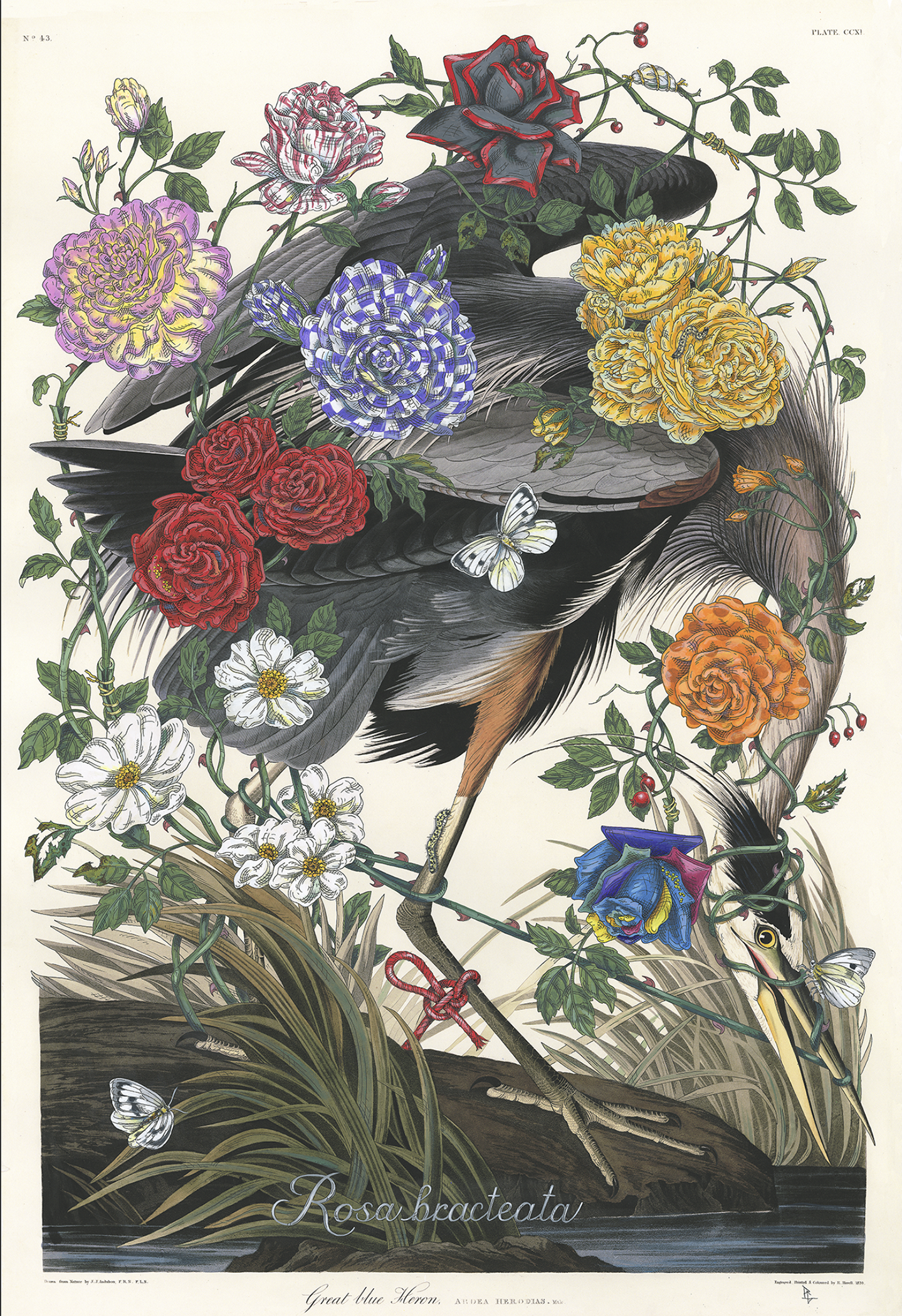 Penelope Gottlieb, Rosa bracteate, acrylic and ink over digital reproduction of a John James Audubon print, 38 x 26 inches