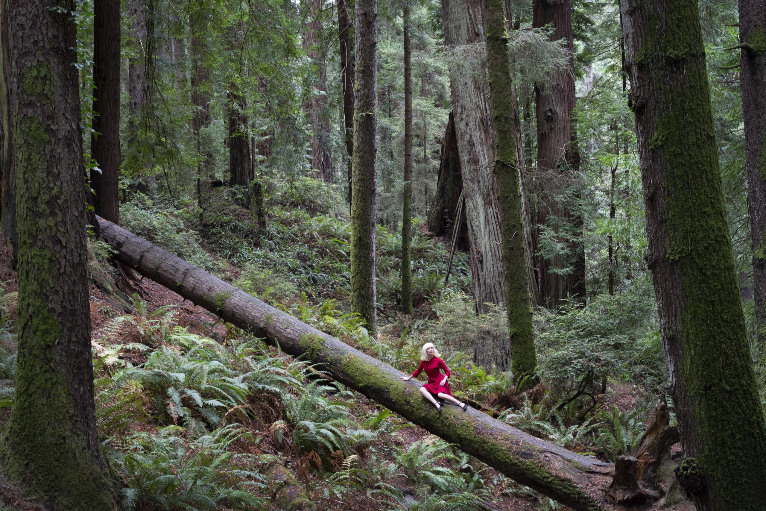 
							

									Nicole Cudzilo									Forest, ed. 1/12 2018									archival pigment print<br />
19 1/2 x 29 1/2 inches									


							